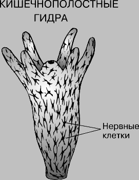 Купон кракен даркнет